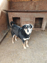 KELLY, Hund, Mischlingshund in Rumänien - Bild 3