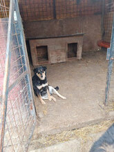 KELLY, Hund, Mischlingshund in Rumänien - Bild 4