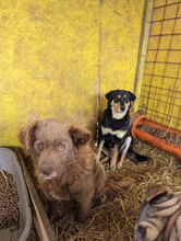 KELLY, Hund, Mischlingshund in Rumänien - Bild 5