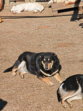 KELLY, Hund, Mischlingshund in Rumänien - Bild 6