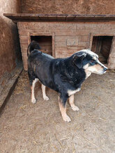 KELLY, Hund, Mischlingshund in Rumänien - Bild 7
