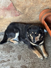 KELLY, Hund, Mischlingshund in Rumänien - Bild 8