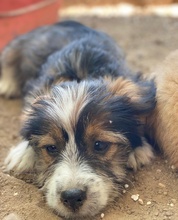 ASTRA, Hund, Mischlingshund in Griechenland - Bild 15