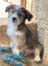 ASTRA, Hund, Mischlingshund in Griechenland - Bild 2