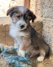 ASTRA, Hund, Mischlingshund in Griechenland - Bild 3
