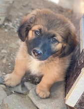 BOSSY, Hund, Mischlingshund in Griechenland - Bild 10