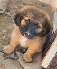 BOSSY, Hund, Mischlingshund in Griechenland - Bild 11