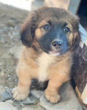 BOSSY, Hund, Mischlingshund in Griechenland - Bild 4