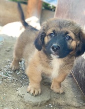 BOSSY, Hund, Mischlingshund in Griechenland - Bild 5