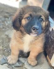 BOSSY, Hund, Mischlingshund in Griechenland - Bild 9