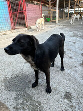NOZI, Hund, Mischlingshund in Rumänien - Bild 2