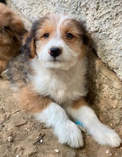 FLECKY, Hund, Mischlingshund in Griechenland - Bild 1