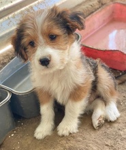 FLECKY, Hund, Mischlingshund in Griechenland - Bild 11