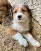 FLECKY, Hund, Mischlingshund in Griechenland - Bild 5