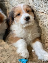FLECKY, Hund, Mischlingshund in Griechenland - Bild 6