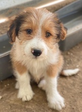 FLECKY, Hund, Mischlingshund in Griechenland - Bild 8