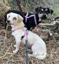 PHIL, Hund, Mischlingshund in Griechenland - Bild 3