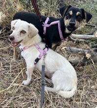 PHIL, Hund, Mischlingshund in Griechenland - Bild 4