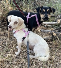 PHIL, Hund, Mischlingshund in Griechenland - Bild 5