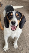 URMEL, Hund, Mischlingshund in Griechenland - Bild 1