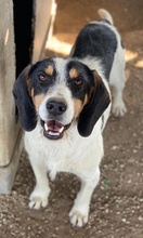 URMEL, Hund, Mischlingshund in Griechenland - Bild 10