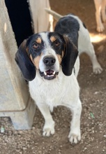 URMEL, Hund, Mischlingshund in Griechenland - Bild 11