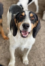 URMEL, Hund, Mischlingshund in Griechenland - Bild 12