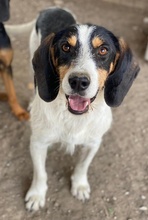 URMEL, Hund, Mischlingshund in Griechenland - Bild 14