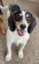 URMEL, Hund, Mischlingshund in Griechenland - Bild 2