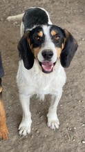 URMEL, Hund, Mischlingshund in Griechenland - Bild 3