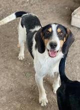 URMEL, Hund, Mischlingshund in Griechenland - Bild 4