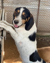 URMEL, Hund, Mischlingshund in Griechenland - Bild 7