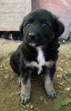 ANAKIN, Hund, Mischlingshund in Griechenland - Bild 1