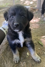 ANAKIN, Hund, Mischlingshund in Griechenland - Bild 10
