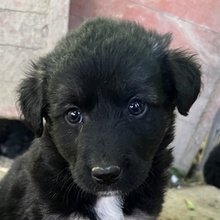 ANAKIN, Hund, Mischlingshund in Griechenland - Bild 11