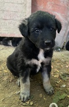 ANAKIN, Hund, Mischlingshund in Griechenland - Bild 2