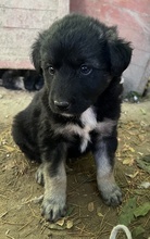 ANAKIN, Hund, Mischlingshund in Griechenland - Bild 3