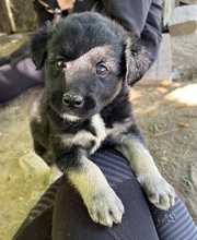 ANAKIN, Hund, Mischlingshund in Griechenland - Bild 4