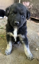 ANAKIN, Hund, Mischlingshund in Griechenland - Bild 5