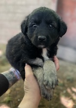 ANAKIN, Hund, Mischlingshund in Griechenland - Bild 6