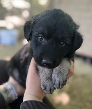 ANAKIN, Hund, Mischlingshund in Griechenland - Bild 7