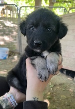 ANAKIN, Hund, Mischlingshund in Griechenland - Bild 8