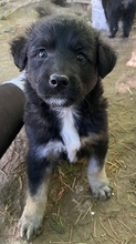 ANAKIN, Hund, Mischlingshund in Griechenland - Bild 9