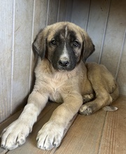 TWIXX, Hund, Mischlingshund in Griechenland - Bild 1