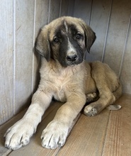 TWIXX, Hund, Mischlingshund in Griechenland - Bild 2