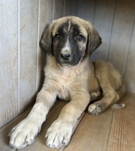 TWIXX, Hund, Mischlingshund in Griechenland - Bild 3