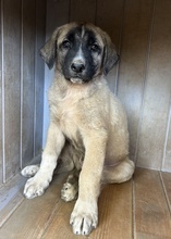 TWIXX, Hund, Mischlingshund in Griechenland - Bild 7