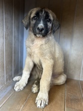 TWIXX, Hund, Mischlingshund in Griechenland - Bild 8