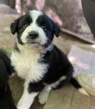 CHAUNCEY, Hund, Mischlingshund in Griechenland - Bild 2