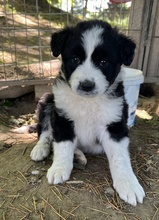 CHAUNCEY, Hund, Mischlingshund in Griechenland - Bild 4